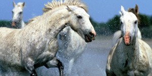 Equine Health