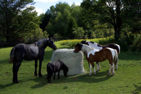 Bale Buddy Horse Pasture Slow Feeders