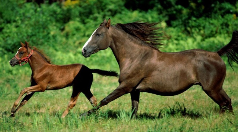 Equine Product and Horse Services Videos