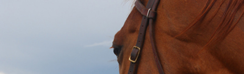 Horse-Admiring-View930x285