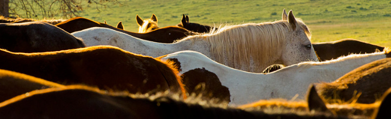 Saddlehorses-backlit_a930x285
