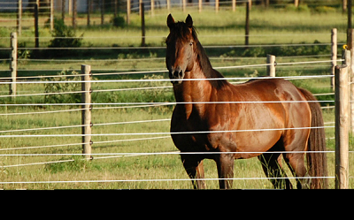 Equine Fencing from Cameo Fencing