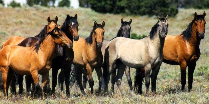 Wild Horses on Stable.com