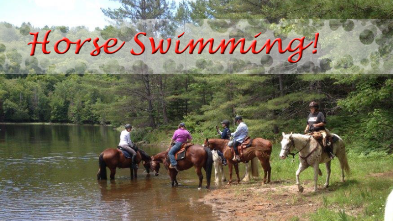 horse-swimming