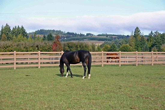 Wind RIver Equine Fencing on Stable.com