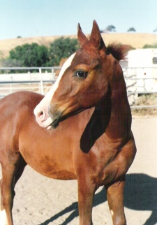 Horse Story Blog
