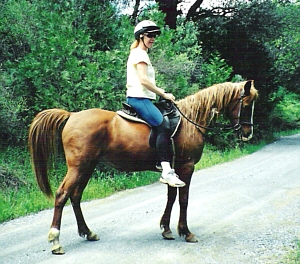 Arabian Trail Horse on Stable.com