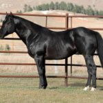 CRAGO Performance Horses in South Dakota