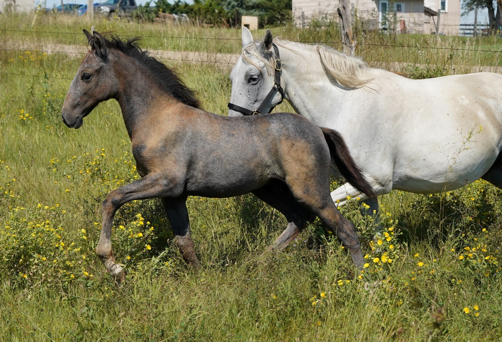 Stunning & Athletic Lipizzan-Lusitano Weanling