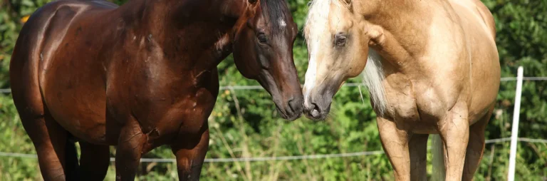 Steel Horse Formulations