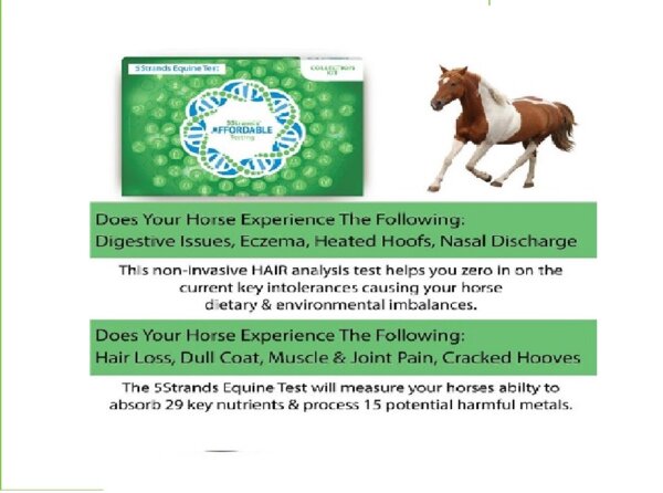 Pet Symptoms Horse scaled 720x720 crop center 1 600x446