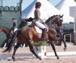 The Perfect Gelding Schoolmaster Dressage Warmblood