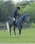 Gorgeous Smart Gelding Arabian for everyone