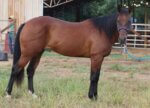 14 year old AQHA mare